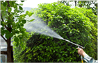 庭木の消毒