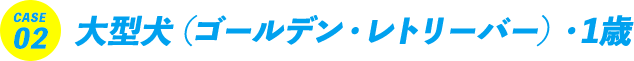 CASE02 大型犬（ゴールデン・レトリーバー）・1歳