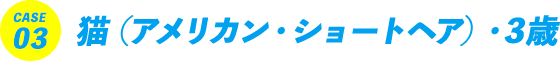 CASE03 猫（アメリカン・ショートヘア）・3歳