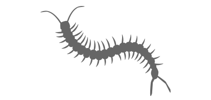 ムカデ・ヤスデ駆除