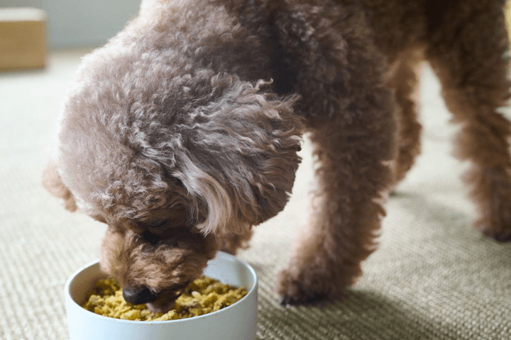 子犬からシニア犬まで食べられる、獣医師開発・保存料等無添加の総合栄養食