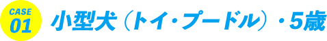 CASE01 小型犬（トイ・プードル）・5歳